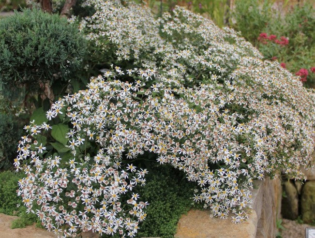 Aster Divaricatus