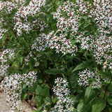 Aster Divaricatus