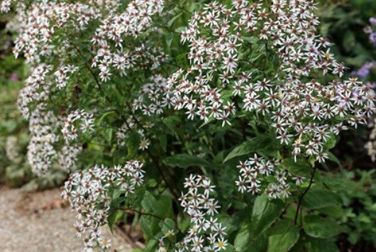 Aster Divaricatus