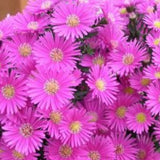 Aster Dumosus Jenny altezza a maturazione cm. 40