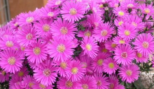 Aster Dumosus Jenny altezza a maturazione cm. 40