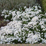 Aster dumosus kristina altezza a maturazione cm. 30