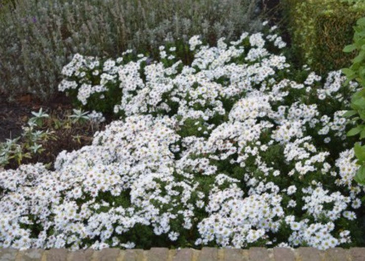 Aster dumosus kristina altezza a maturazione cm. 30