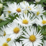 Aster dumosus kristina altezza a maturazione cm. 30