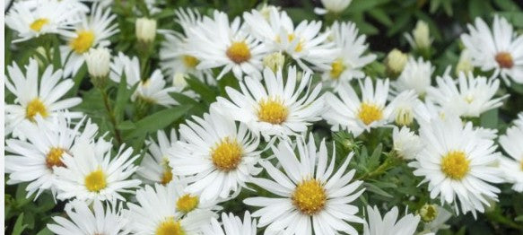 Aster dumosus kristina altezza a maturazione cm. 30