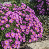 Aster dumosus Nesthakchen
