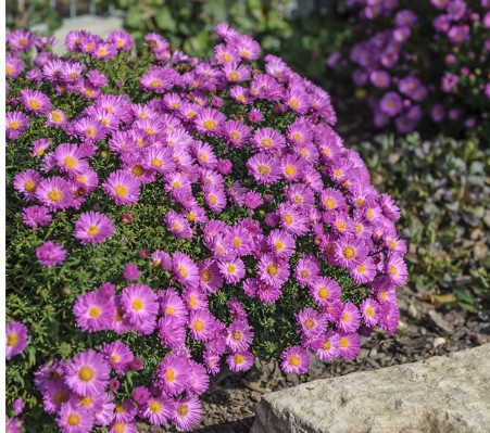 Aster dumosus Nesthakchen