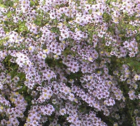 Aster ericoides Elkonig
