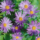 Aster Frikartii 'Wunder Von Stafa'