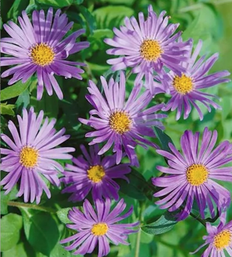 Aster Frikartii 'Wunder Von Stafa'