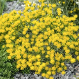 Aster Linosyris altezza a maturazione cm. 60