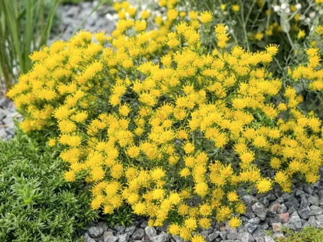 Aster Linosyris altezza a maturazione cm. 60