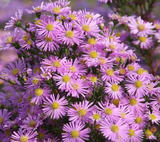 Aster Pringlei pink Star