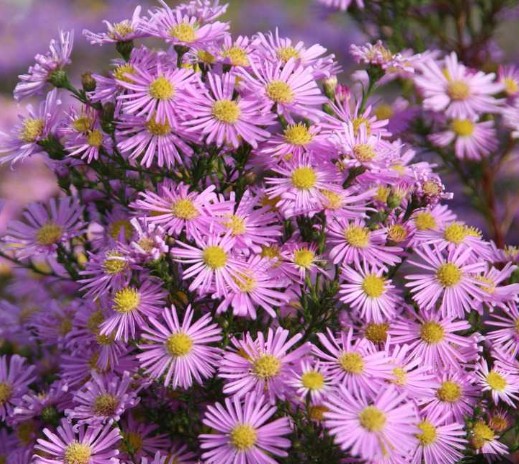 Aster Pringlei pink Star