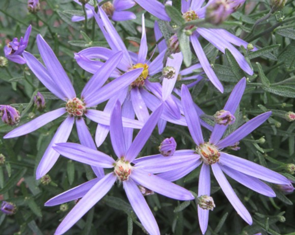 Aster sedifolius nanus
