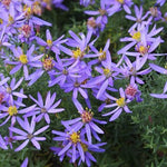 Aster sedifolius nanus