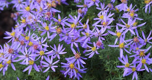 Aster sedifolius nanus