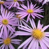 Aster Pyrenaeus ‘Lutetia’
