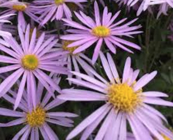 Aster Pyrenaeus ‘Lutetia’