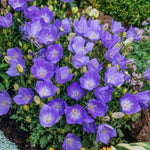 Campanula Carpatica Blaue Clips