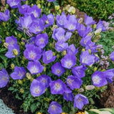 Campanula Carpatica Blaue Clips