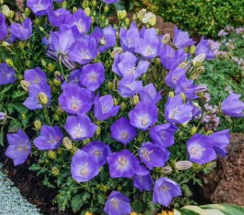 Campanula Carpatica Blaue Clips
