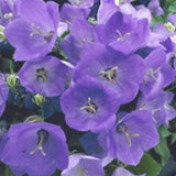 Campanula Carpatica Blaue Clips