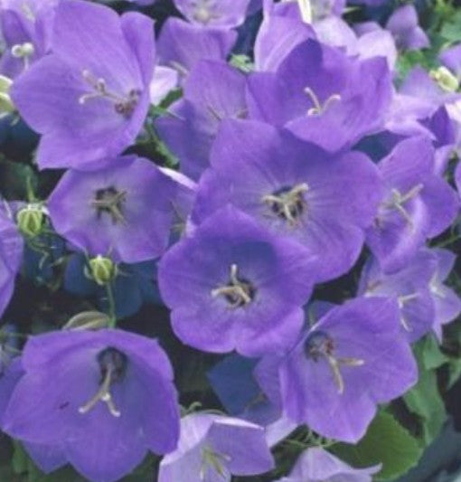 Campanula Carpatica Blaue Clips