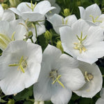 Campanula Carpatica White Clips v.9