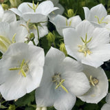 Campanula Carpatica White Clips v.9