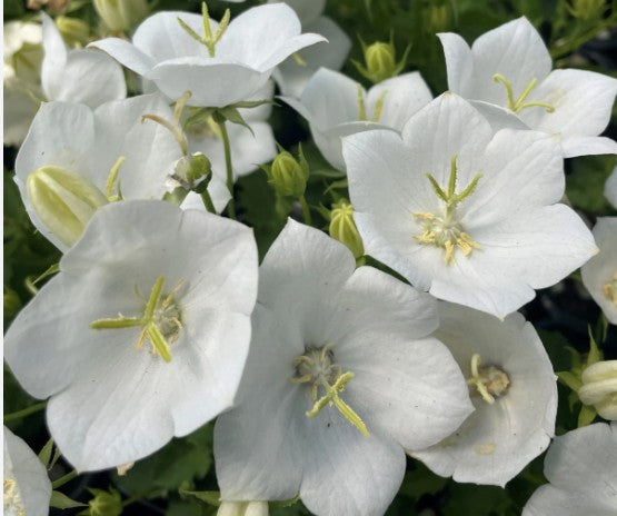 Campanula Carpatica White Clips v.9
