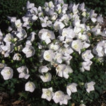 Campanula Carpatica White Clips v.9