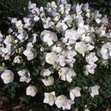 Campanula Carpatica White Clips v.9