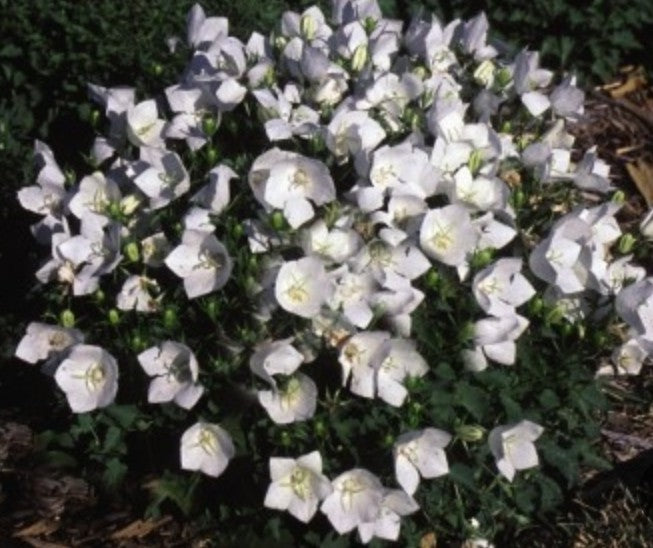 Campanula Carpatica White Clips v.9