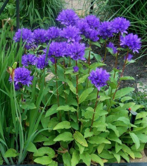 Campanula Glomerata Acaulis