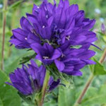 Campanula Glomerata Acaulis