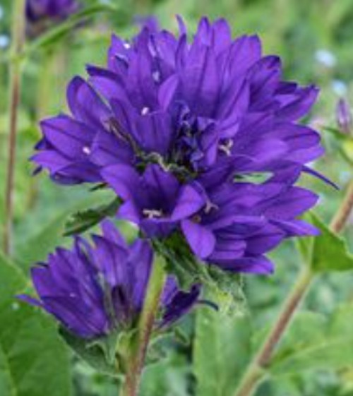 Campanula Glomerata Acaulis