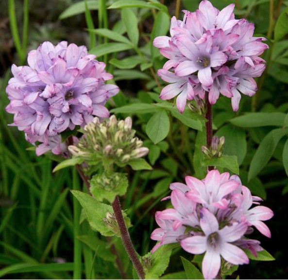 Campanula Glomerata Caroline