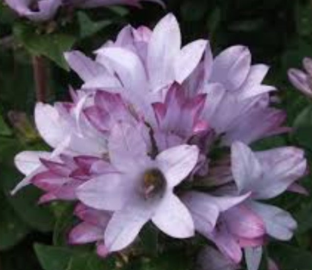 Campanula Glomerata Caroline