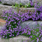 Campanula Poscharskyana blauranke vaso 9