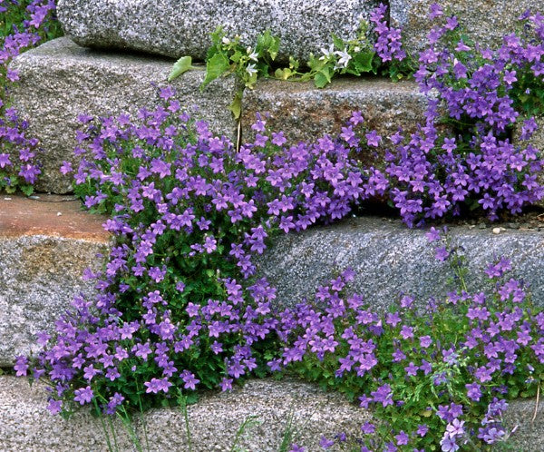 Campanula Poscharskyana blauranke vaso 9