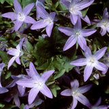 Campanula Poscharskyana blauranke vaso 9