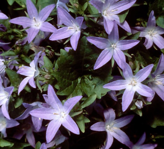 Campanula Poscharskyana blauranke vaso 9