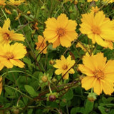Coreopsis Auriculata 'Elfin Gold' v.9