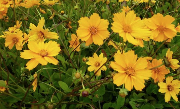 Coreopsis Auriculata 'Elfin Gold' v.9