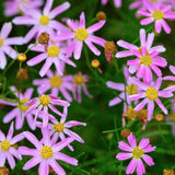 Coreopsis Rosea American Dream