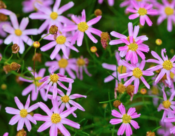 Coreopsis Rosea American Dream