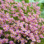 Coreopsis Rosea American Dream