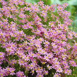 Coreopsis Rosea American Dream
