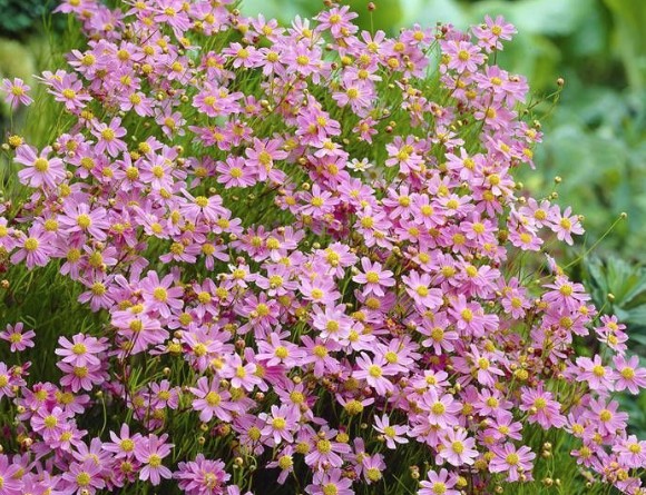 Coreopsis Rosea American Dream